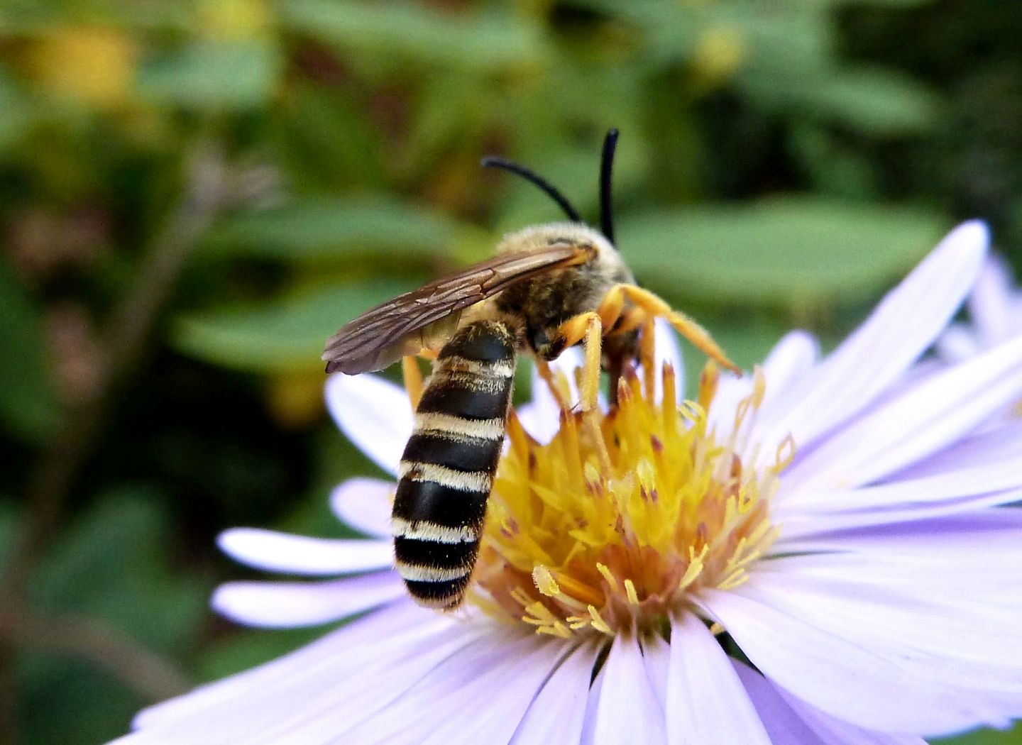 Halictus cfr. scabiosae, Apidae Halictinae